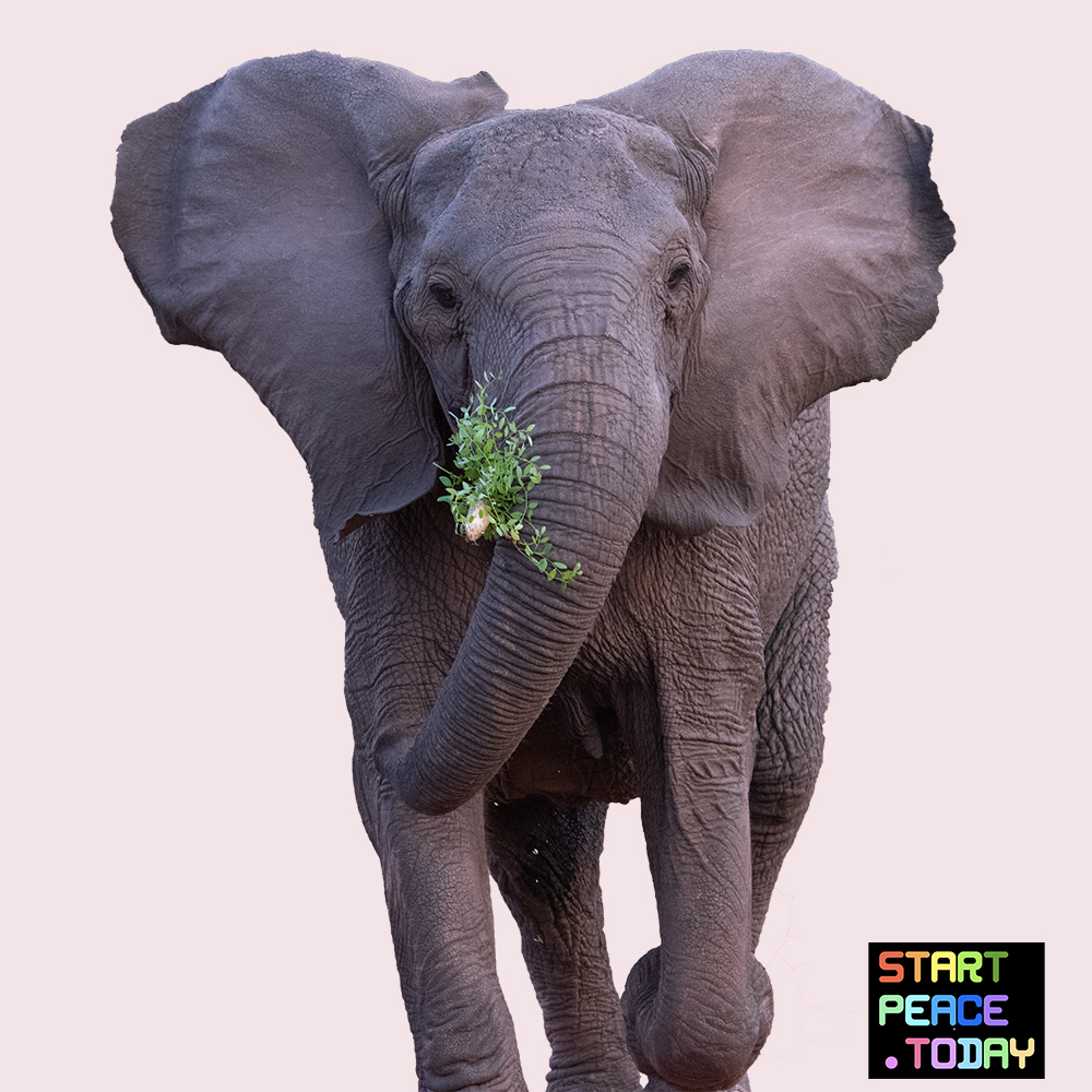 FREE THE SENSES ♥ BOOK ♥ 2018